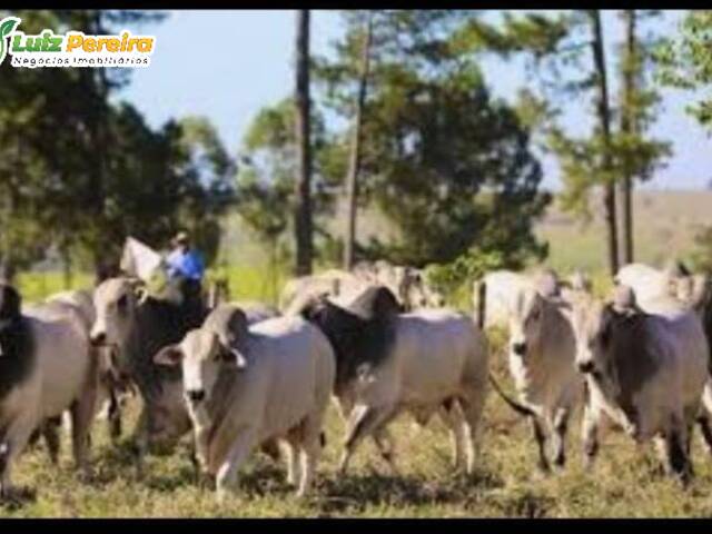 Fazenda para Venda em Rondonópolis - 5