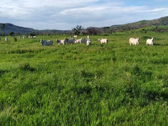 #2616 - Fazenda para Venda em Rondonópolis - MT - 2