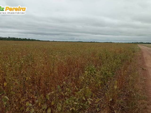 Fazenda para Venda em Peixe - 4