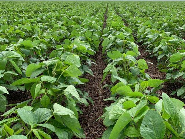 Fazenda para Venda em Palmeira do Piauí - 4