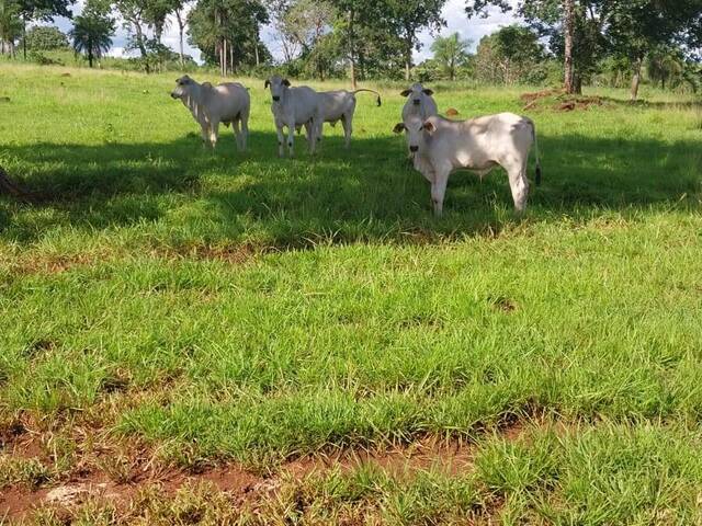 #2630 - Fazenda para Venda em Balsas - MA - 1