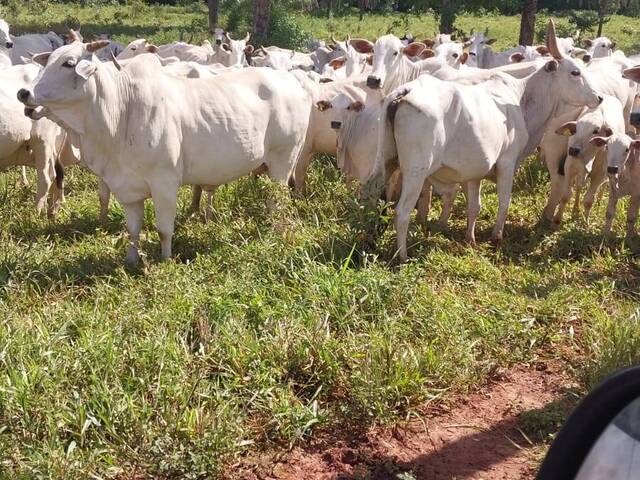 #2630 - Fazenda para Venda em Balsas - MA - 2