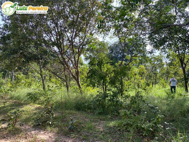 Fazenda para Venda em São Francisco do Maranhão - 4
