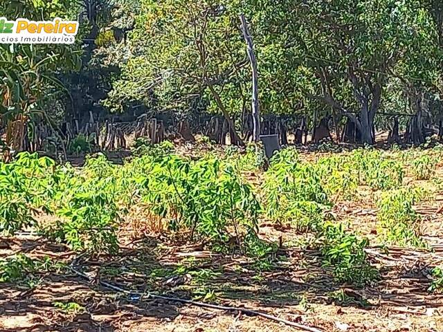 #2636 - Fazenda para Venda em Santa Rita do Tocantins - TO - 2