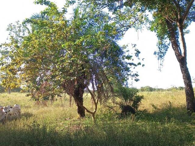 #2636 - Fazenda para Venda em Santa Rita do Tocantins - TO - 3