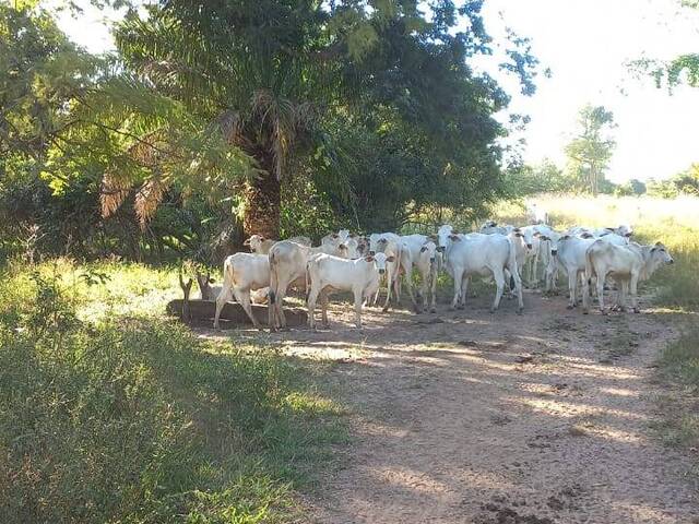 #2636 - Fazenda para Venda em Santa Rita do Tocantins - TO