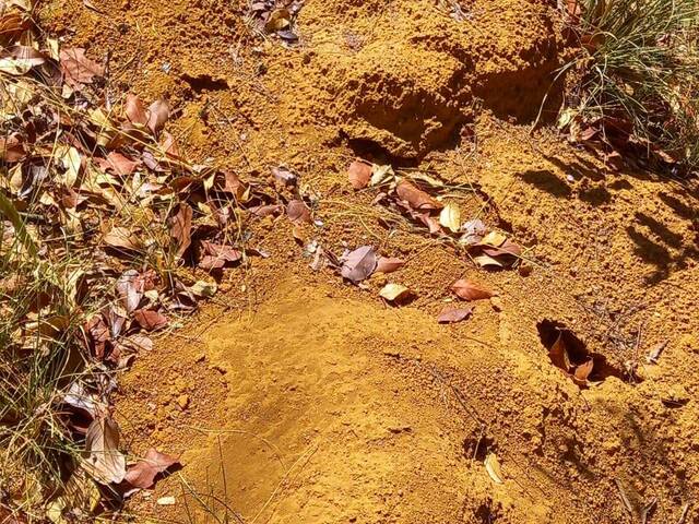 Fazenda para Venda em Barão de Grajaú - 5