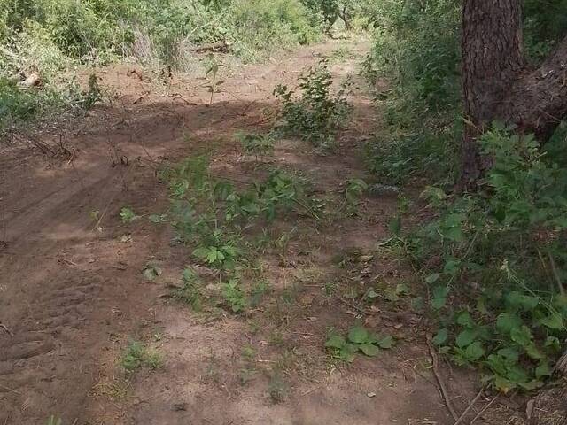 Fazenda para Venda em Barão de Grajaú - 4