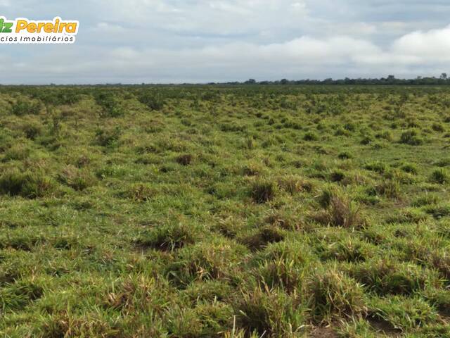 Fazenda para Venda em Guaraí - 4