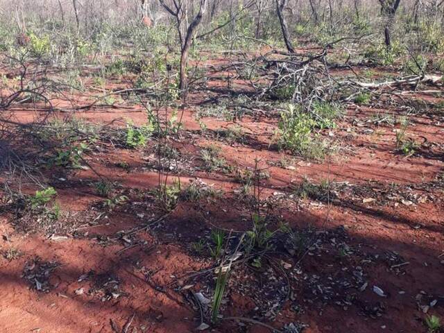 #2670 - Fazenda para Venda em Alto Parnaíba - MA - 1