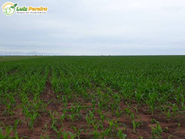 Fazenda para Venda em Bom Jesus - 5