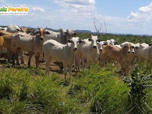 Venda em Zona Rural - Goiatins