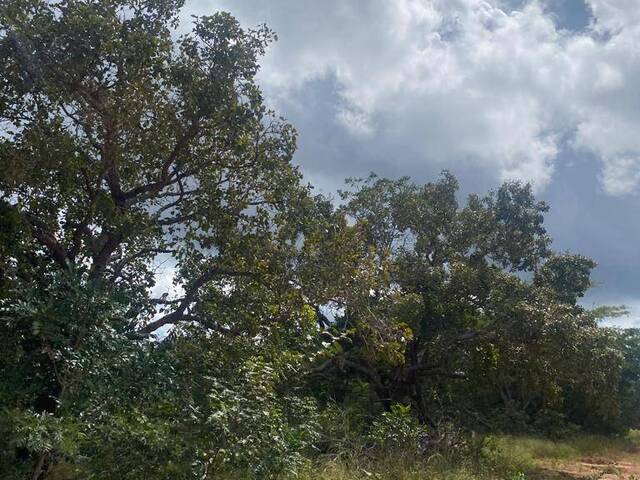 Fazenda para Venda em Riachão - 4