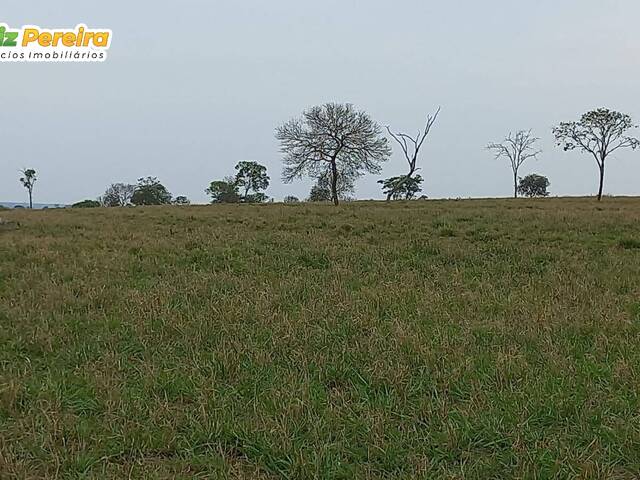 Fazenda para Venda em Camapuã - 4
