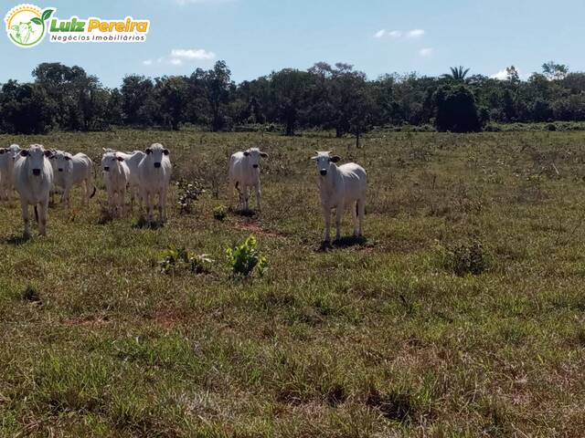 #2709 - Fazenda para Venda em Pedro Gomes - MS - 1