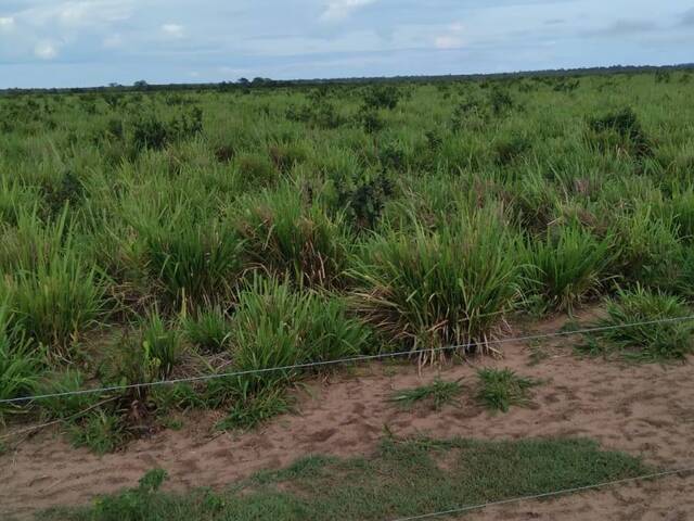 Fazenda para Venda em Xambioá - 5
