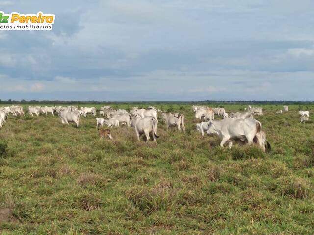 Venda em Zona Rural - Xambioá