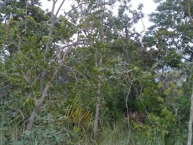 Fazenda para Venda em Centenário - 4
