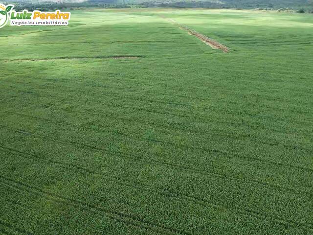 Fazenda para Venda em Mirador - 4