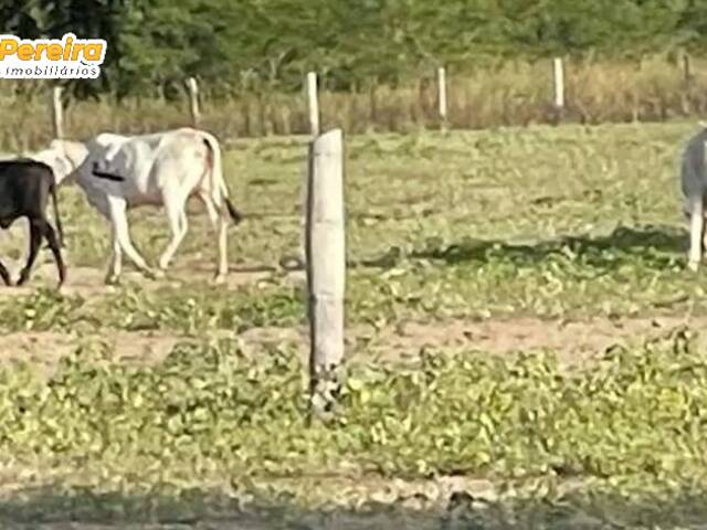 #2738 - Fazenda para Venda em Corumbá - MS - 2