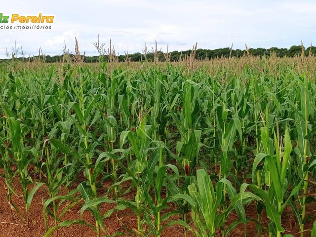 Fazenda para Venda em Santa Rita do Tocantins - 4