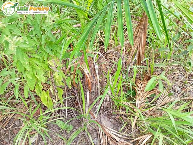 Fazenda para Venda em Dois Irmãos do Tocantins - 4