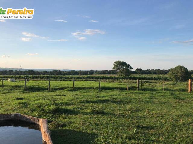 Fazenda para Venda em Camapuã - 4