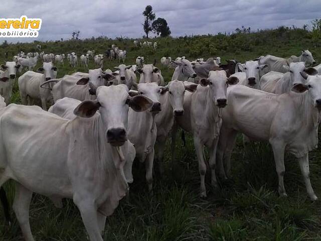 #2745 - Fazenda para Venda em Tailândia - PA - 3