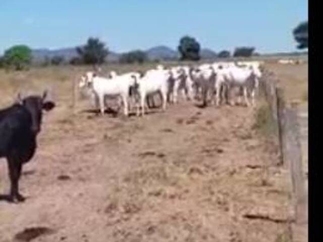 #2746 - Fazenda para Venda em Santana do Araguaia - PA - 1