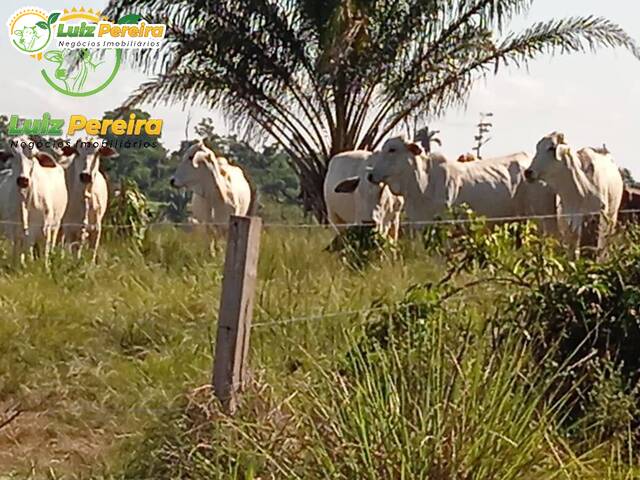 #2651 - Fazenda para Venda em Marabá - PA - 3