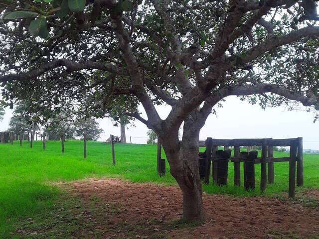 Fazenda para Venda em Coxim - 4