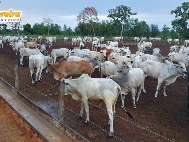 #2768 - Fazenda para Venda em Alcinópolis - MS