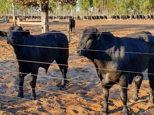 Fazenda para Venda em Alcinópolis - 5