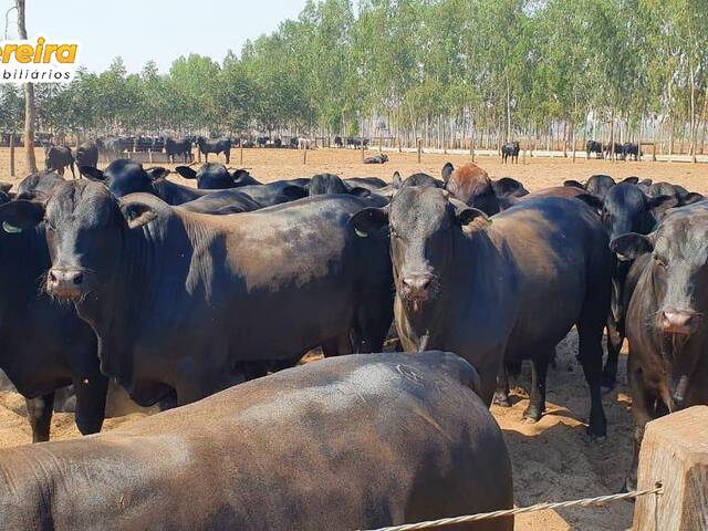 Fazenda para Venda em Alcinópolis - 4