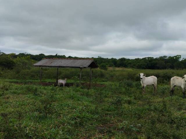 #2783 - Fazenda para Venda em Guia Lopes da Laguna - MS - 3