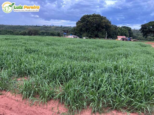 Fazenda para Venda em Rio Verde de Mato Grosso - 4