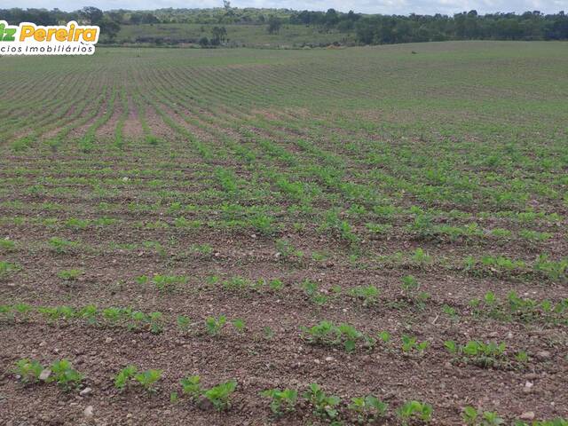 Fazenda para Venda em Dois Irmãos do Tocantins - 4