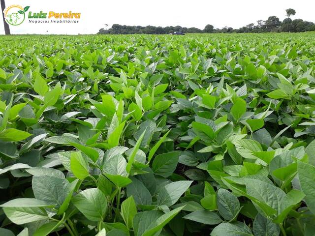 #2800 - Fazenda para Venda em Itaúba - MT - 2