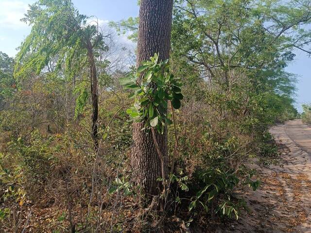 #2791 - Fazenda para Venda em Urbano Santos - MA - 2