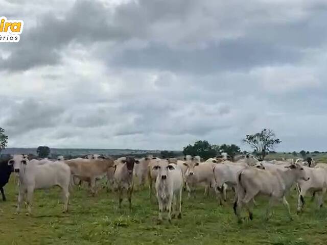 Venda em Vl. Maria - Camapuã