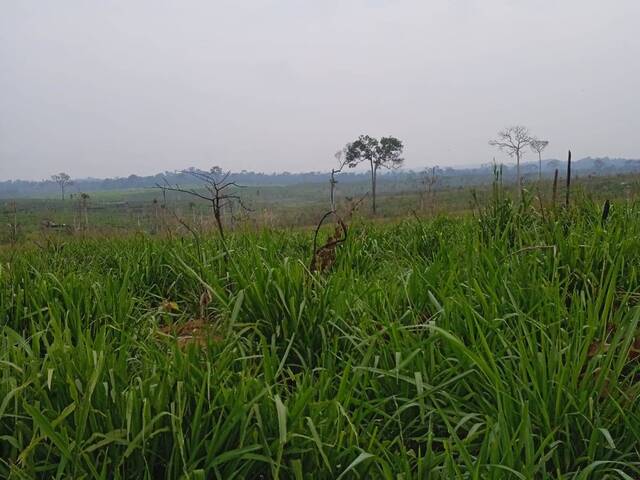 #2813 - Fazenda para Venda em Alta Floresta - MT