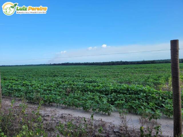Fazenda para Venda em São Benedito do Rio Preto - 4
