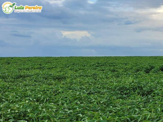 #2814 - Fazenda para Venda em São Benedito do Rio Preto - MA - 3