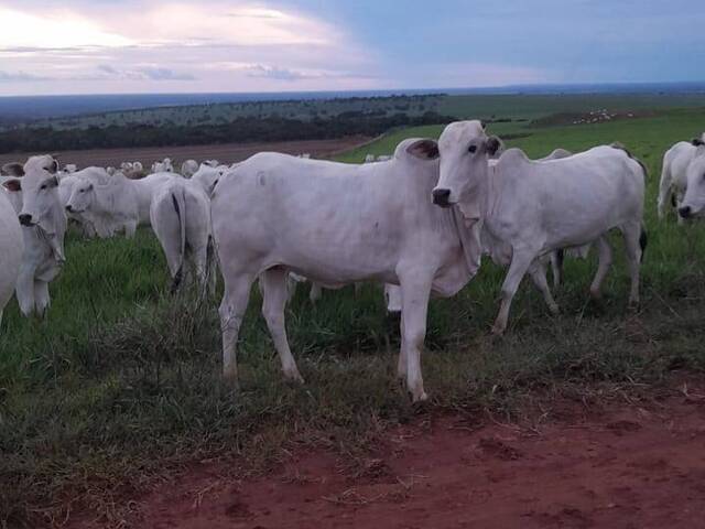 #2816 - Fazenda para Venda em Rondonópolis - MT - 1