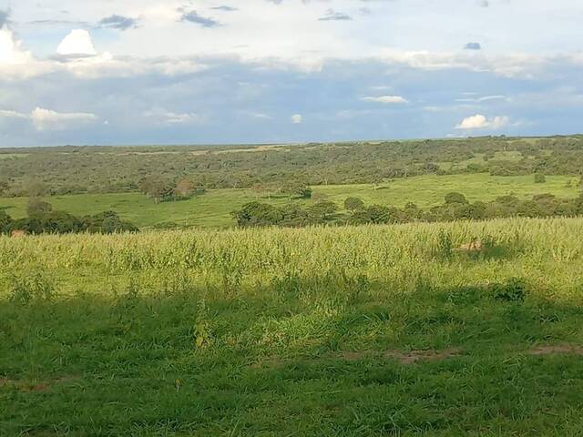 #2816 - Fazenda para Venda em Rondonópolis - MT - 3