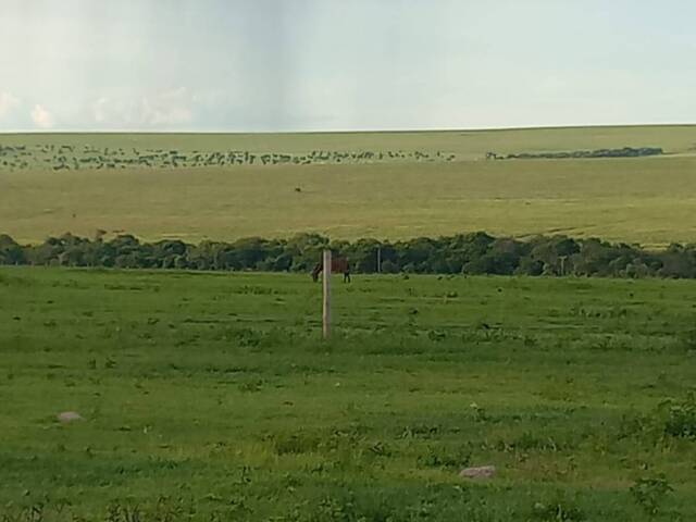 #2816 - Fazenda para Venda em Rondonópolis - MT - 2