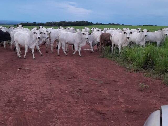 Fazenda para Venda em Rondonópolis - 4