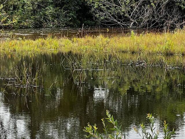 Fazenda para Venda em Ribas do Rio Pardo - 4