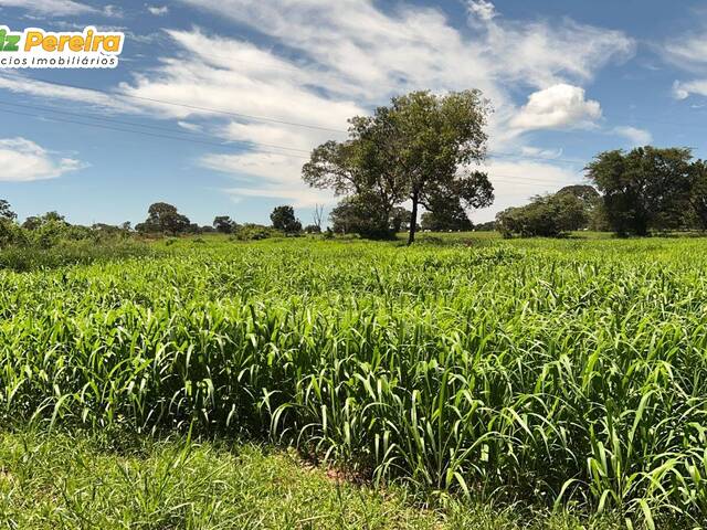 #2817 - Fazenda para Venda em Ribas do Rio Pardo - MS - 1