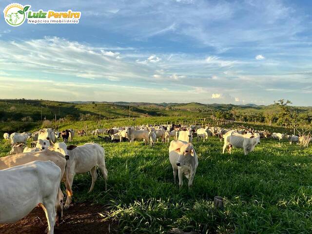 #2832 - Fazenda para Venda em Jacundá - PA - 2